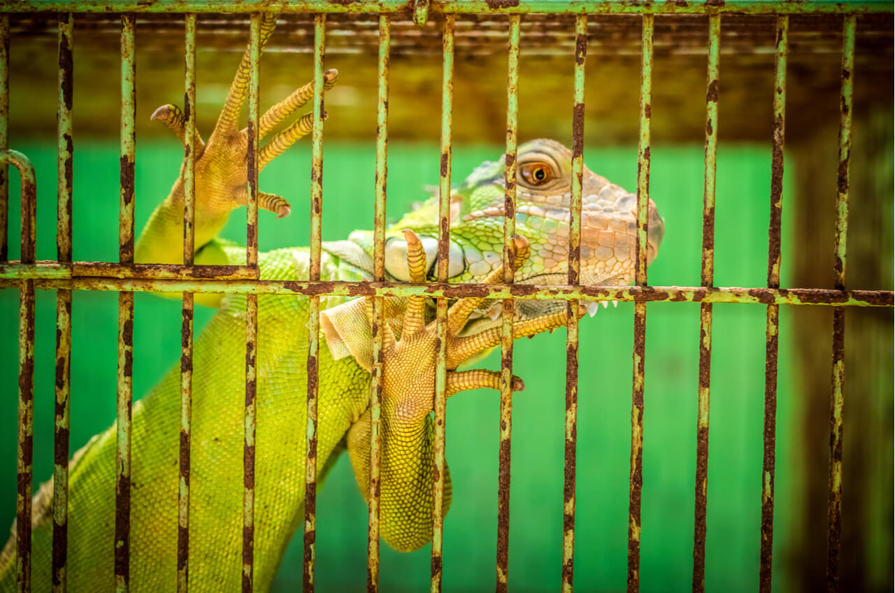 Lizard in cage