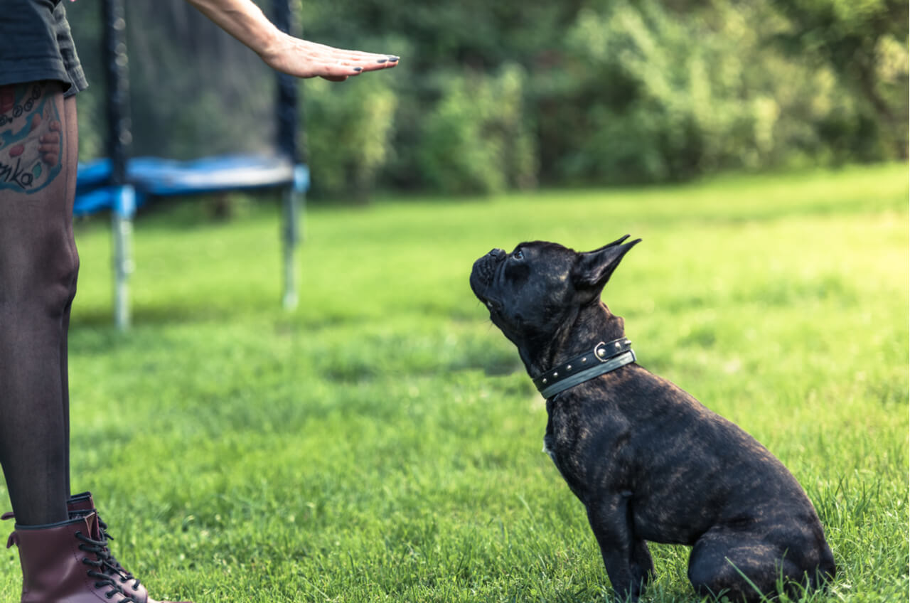 puppy being trained