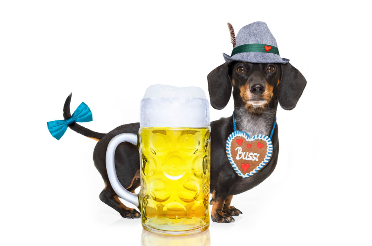 Bavarian dauchsund and beer stein