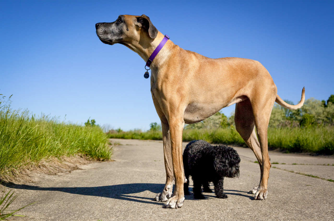 Big brown dog and little black dog